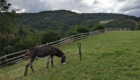 Nuit inoubliable proche de la nature et des animaux